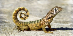 Mentaltraining mit Krafttieren